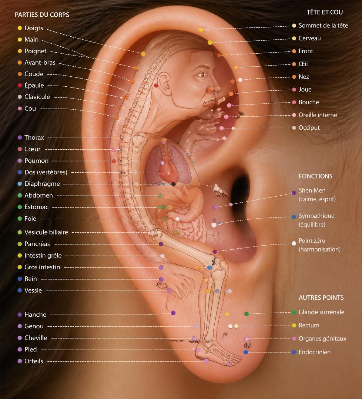 découvrez comment l'acupuncture auriculaire peut soulager naturellement le stress quotidien et favoriser votre bien-être grâce à ce remède ancestral.